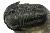 Morocconites Trilobite Fossil With Gerastos - Ofaten, Morocco #310632-4